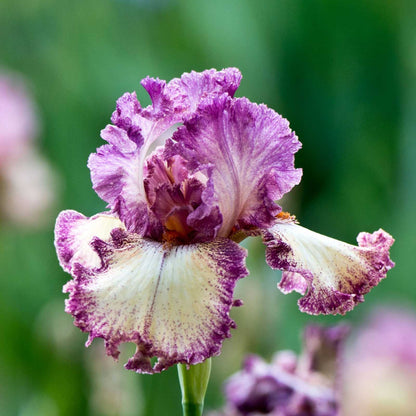 Re-Blooming Bearded Iris - Rock Star