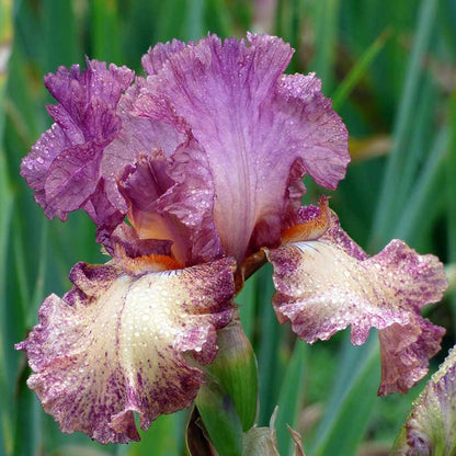 Re-Blooming Bearded Iris - Rock Star