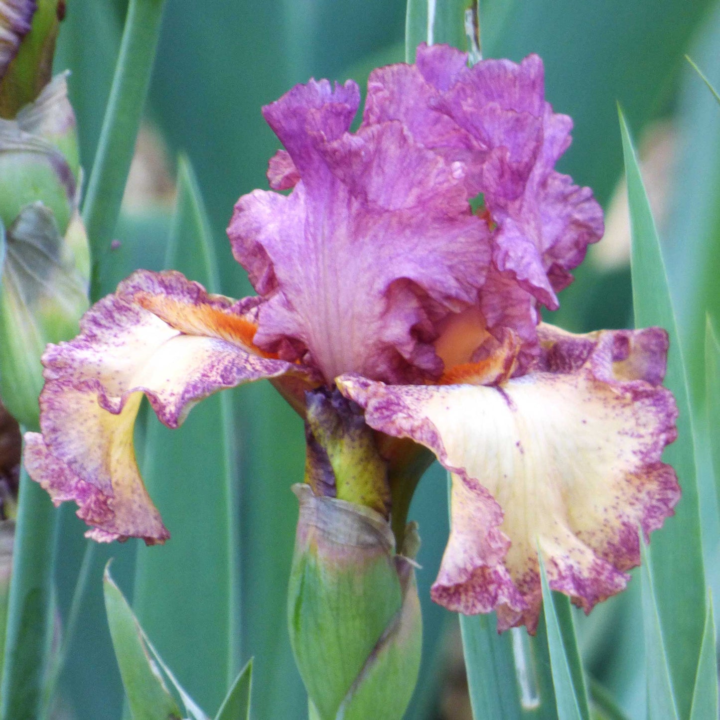Re-Blooming Bearded Iris - Rock Star