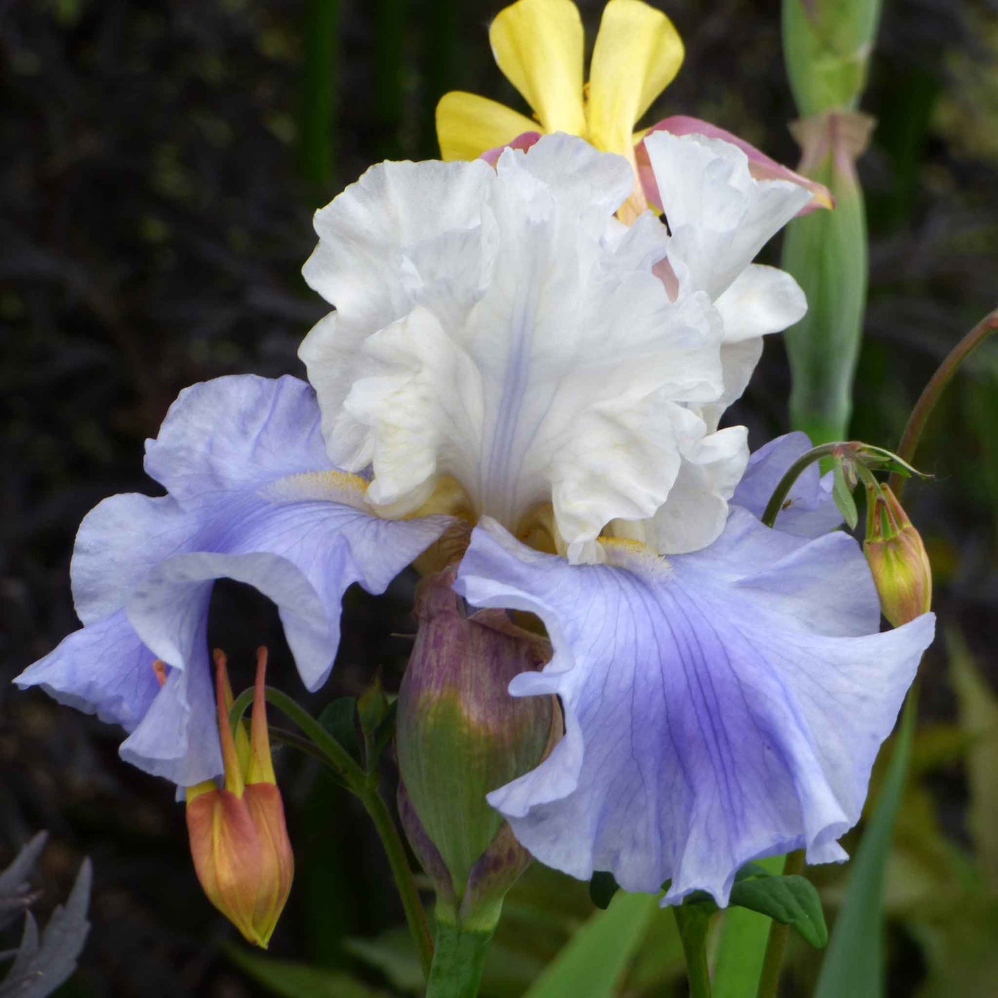 Bearded Iris Bulbs - Stairway To Heaven
