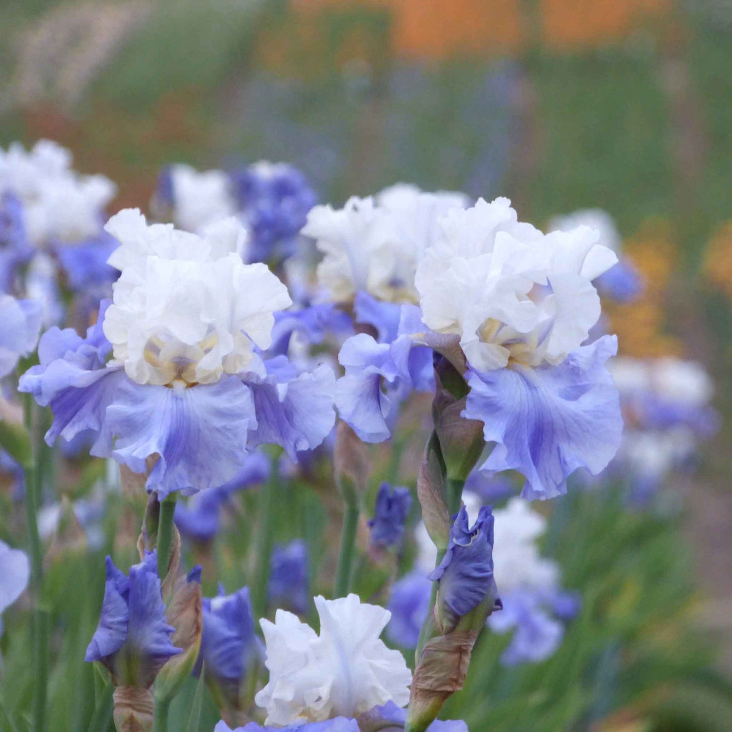 Bearded Iris Bulbs - Stairway To Heaven