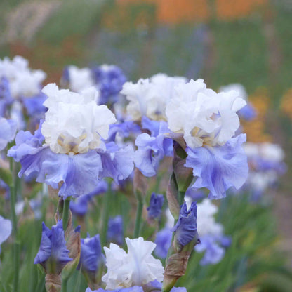 Bearded Iris Bulbs - Stairway To Heaven