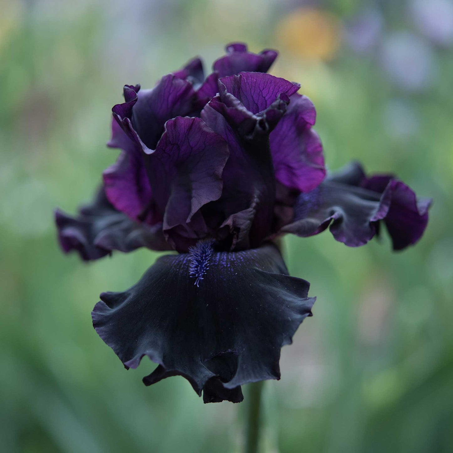Re-Blooming Bearded Iris - Superstition