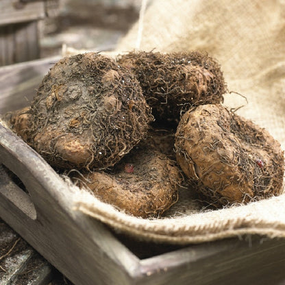 Begonia Tubers - Golden Balcony