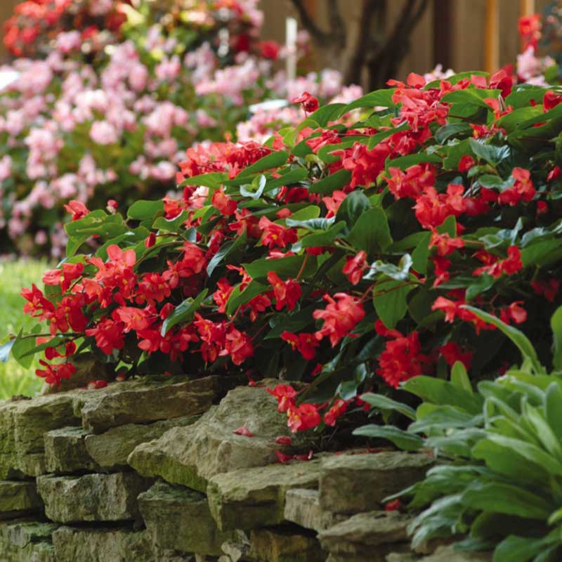 Begonia Seeds - Dragon Wing Red