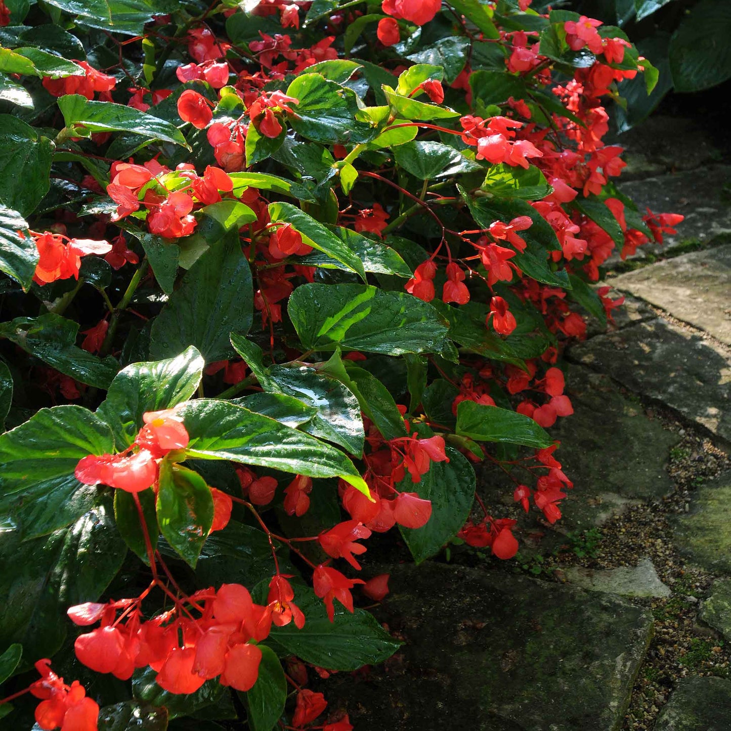 Begonia Seeds - Dragon Wing Red