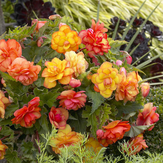 Begonia Tubers - Golden Balcony