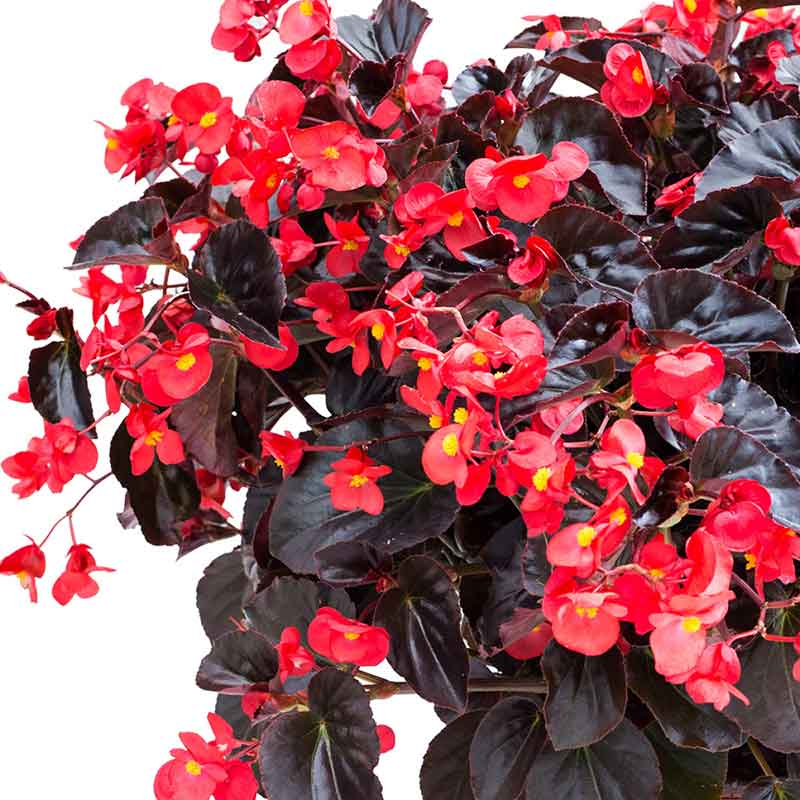 Begonia Seeds - Viking XL Red on Chocolate