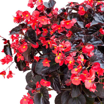 Begonia Seeds - Viking XL Red on Chocolate