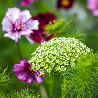 Bishop's Flower Seeds - Green Mist