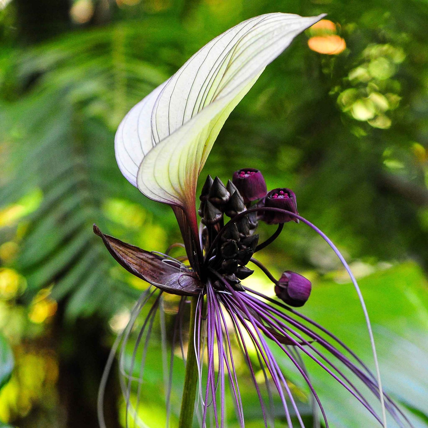 Black Bat Flower Seeds