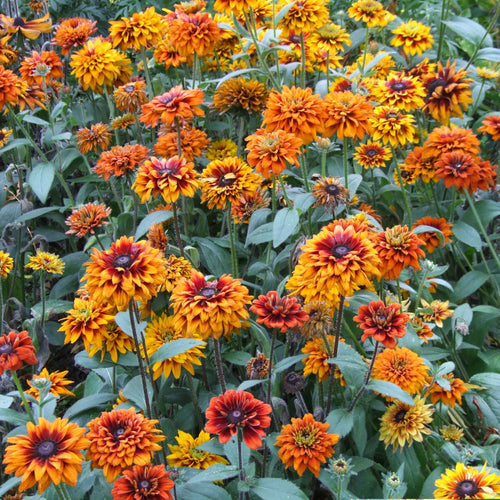 Black Eyed Susan Seeds - Cherokee Sunset