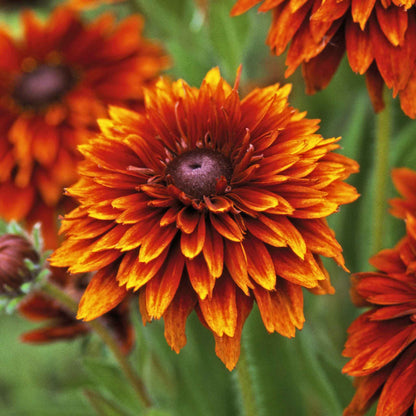 Black Eyed Susan Seeds - Cherokee Sunset