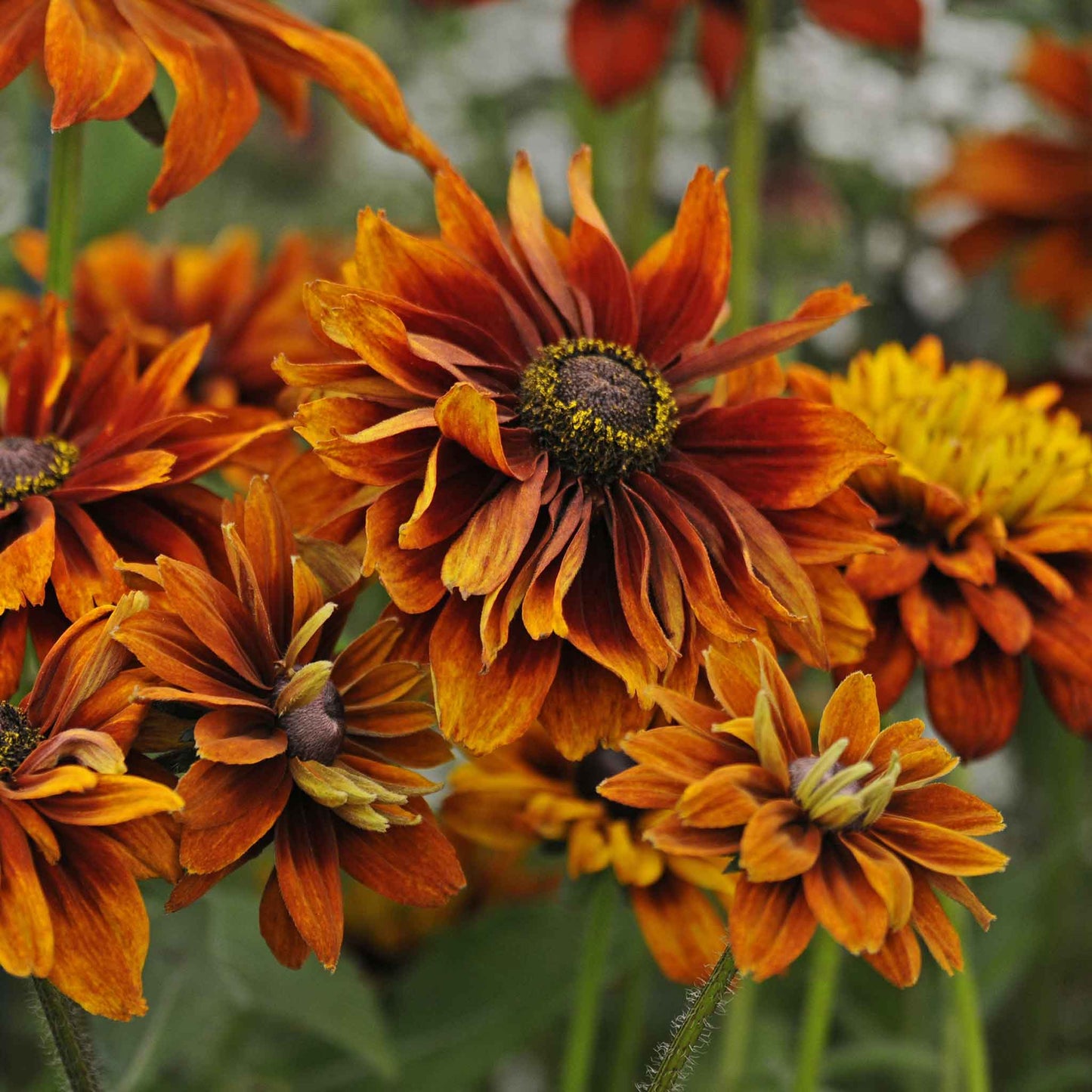 Black Eyed Susan Seeds - Cherokee Sunset