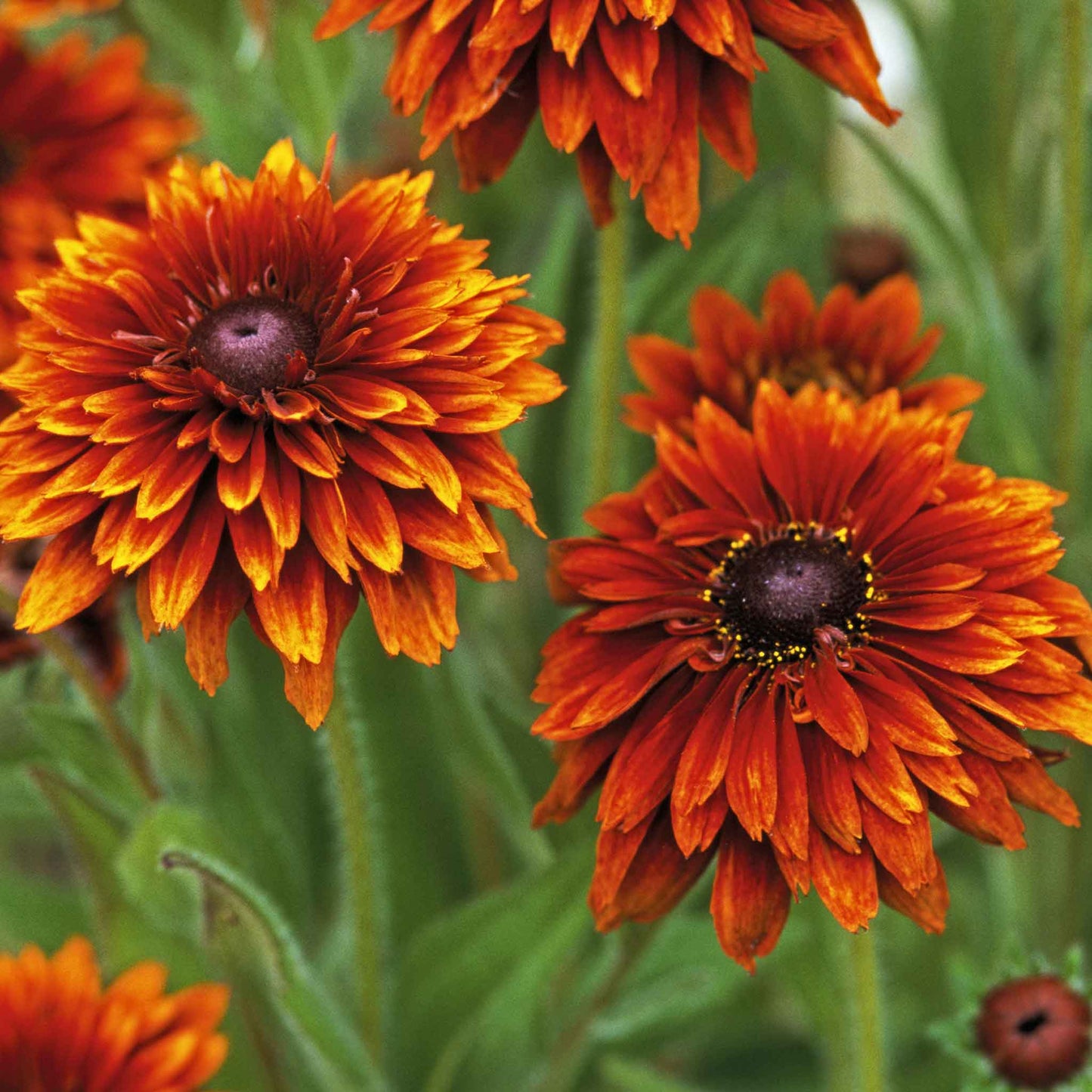 Black Eyed Susan Seeds - Cherokee Sunset