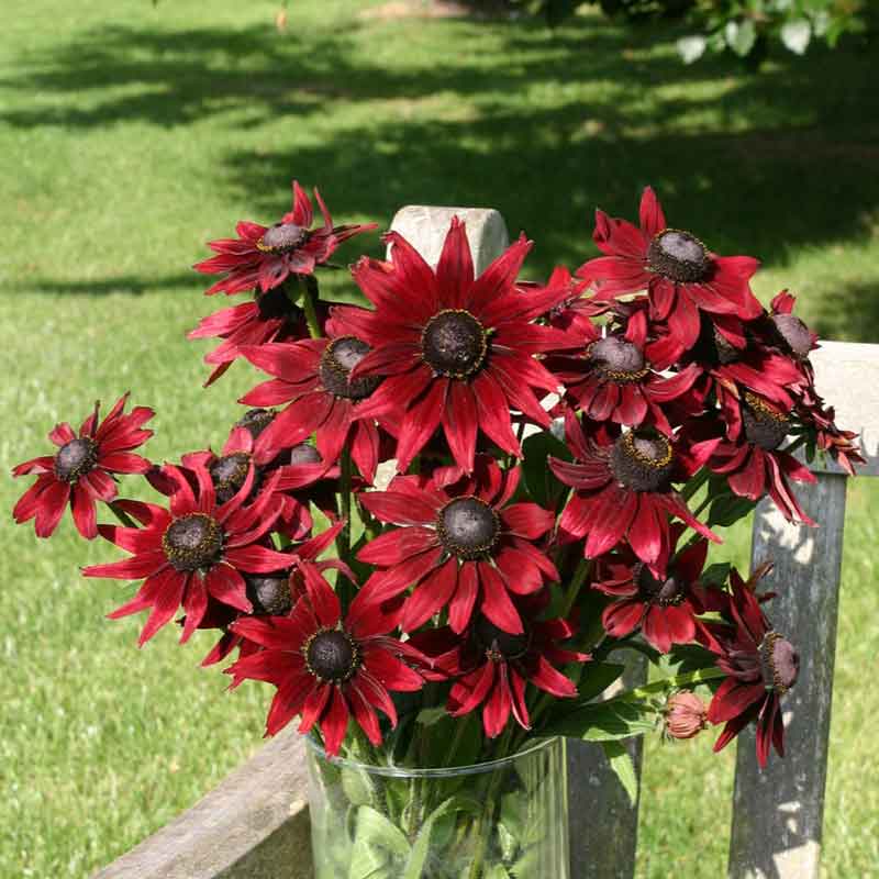 Black Eyed Susan Seeds - Cherry Brandy