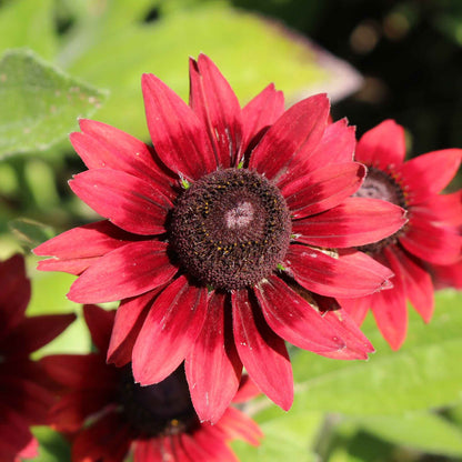 Black Eyed Susan Seeds - Cherry Brandy
