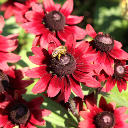 Black Eyed Susan Seeds - Cherry Brandy