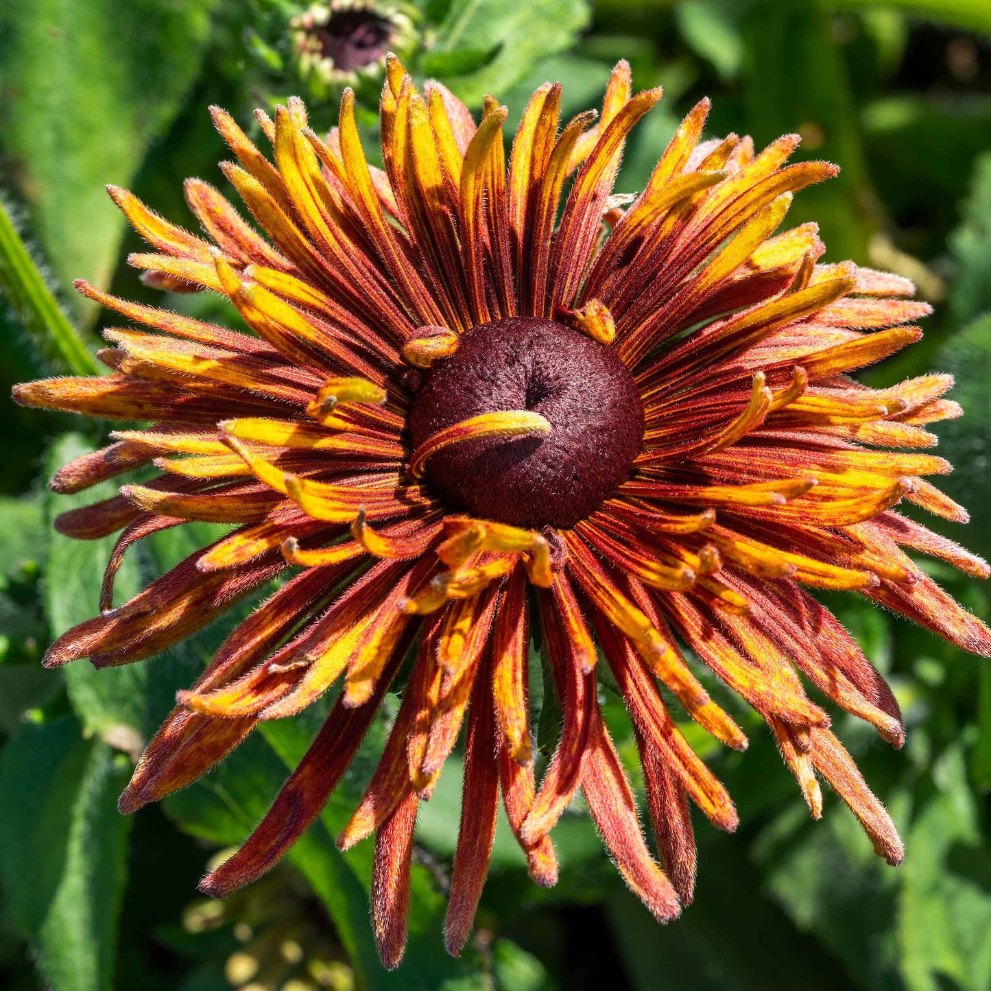 Black Eyed Susan Seeds - Chim Chiminee