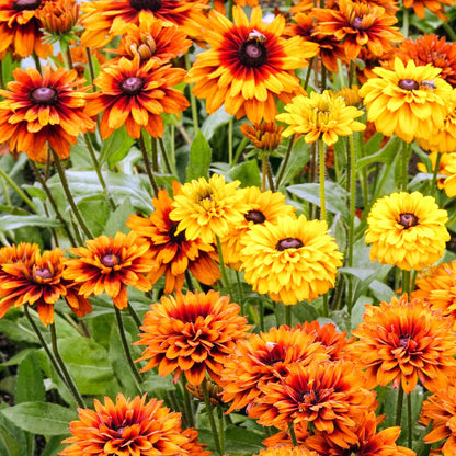 Black Eyed Susan Seeds - Maya