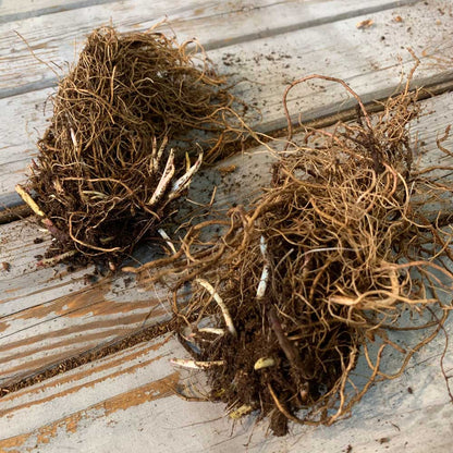 Black Eyed Susan Roots - Cherokee Sunset