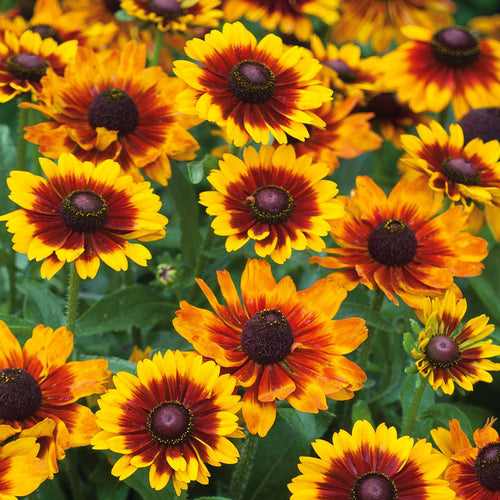 Black Eyed Susan Seeds - Toto Rustic