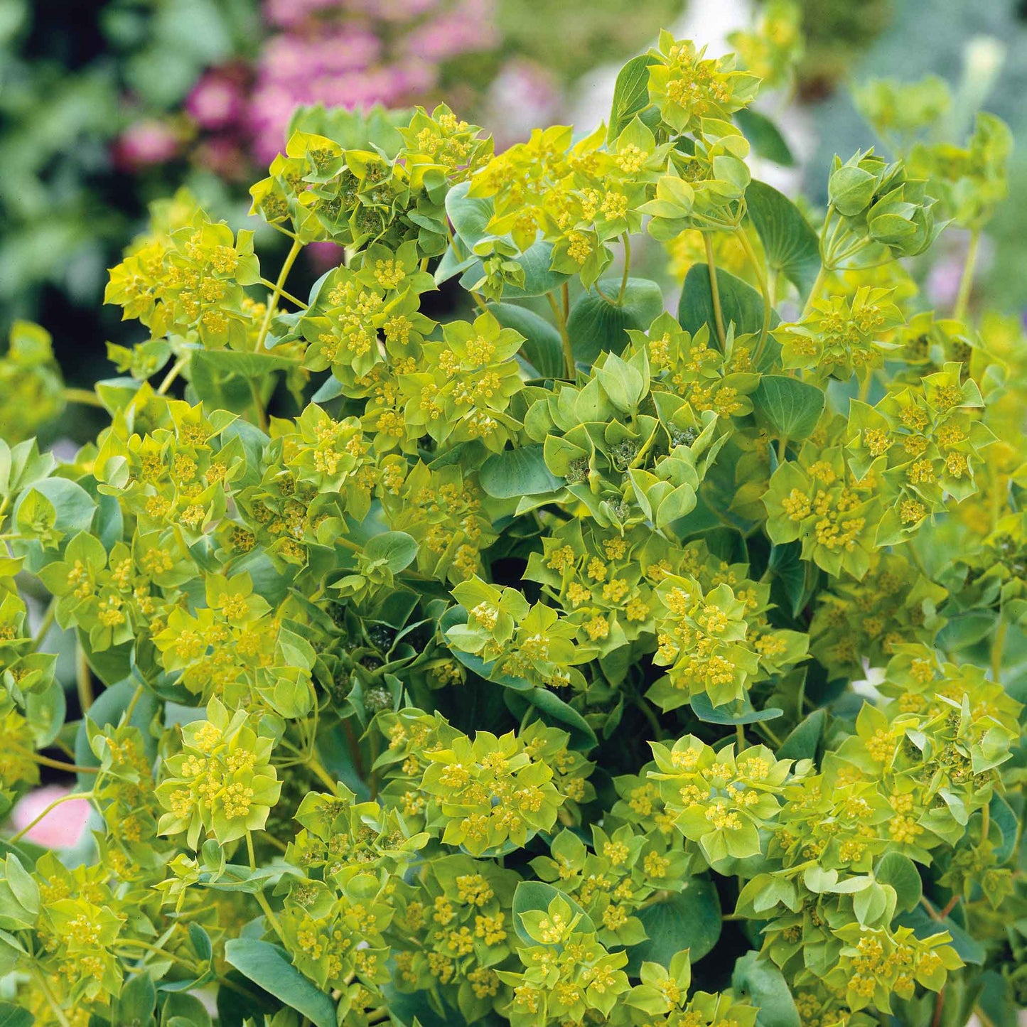 Bupleurum Seeds - Graffiti