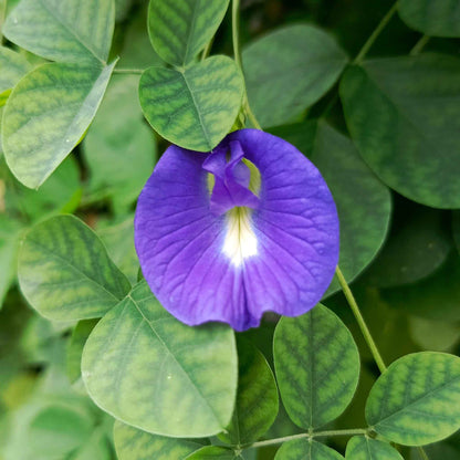 Butterfly Pea Seeds - Blue