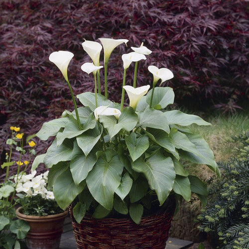 Calla Lily Bulbs - Aethiopica
