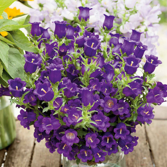 Canterbury Bells Seeds - Champion Blue