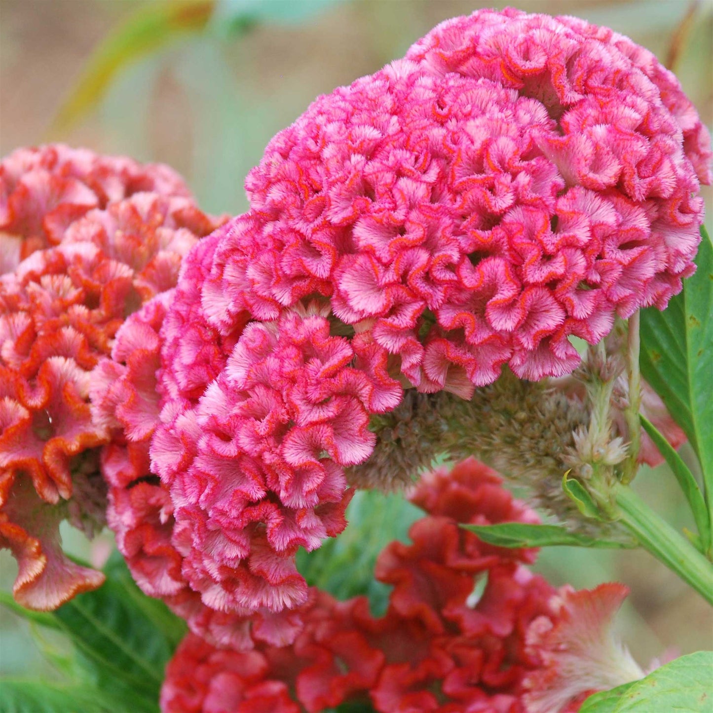 Celosia Seeds - Chief Rose
