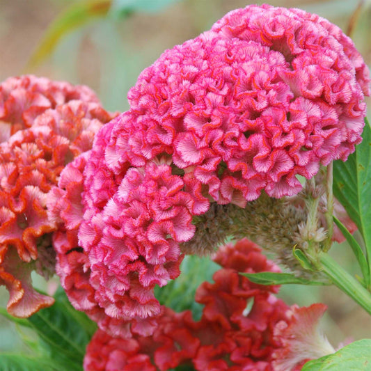 Celosia Seeds - Chief Rose