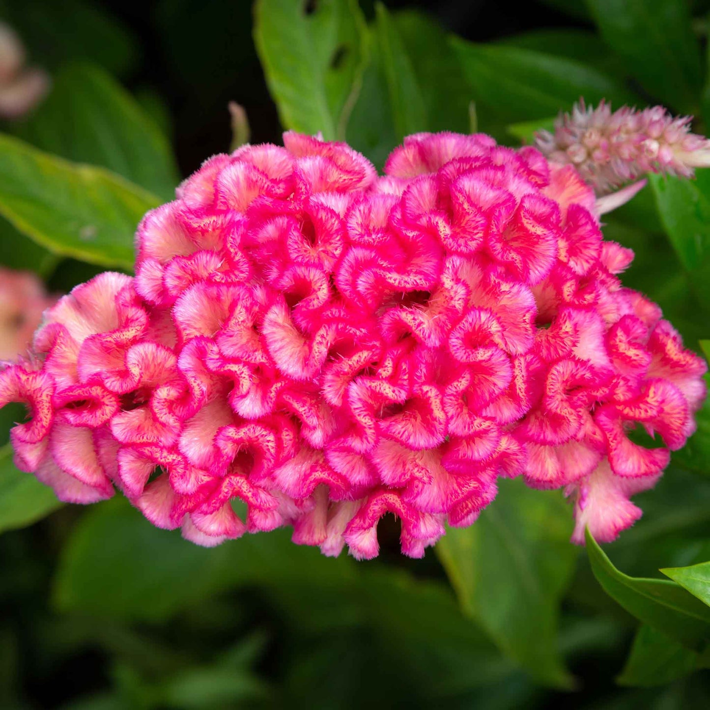 Celosia Seeds - Chief Rose