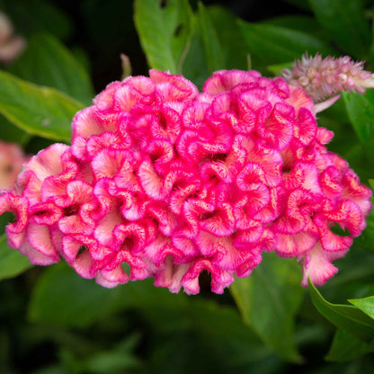 Celosia Seeds - Chief Rose