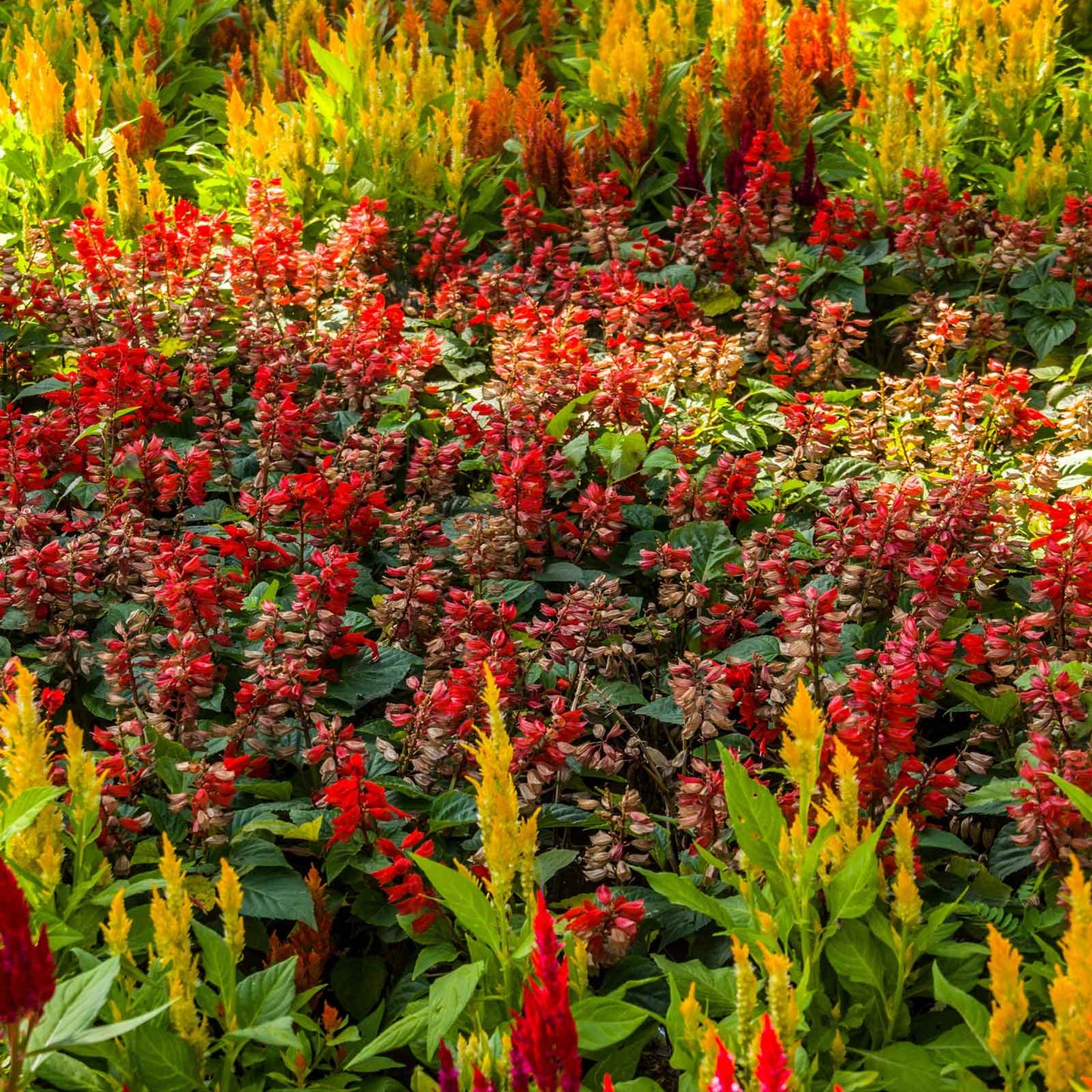 Celosia Seeds - First Flame Mix