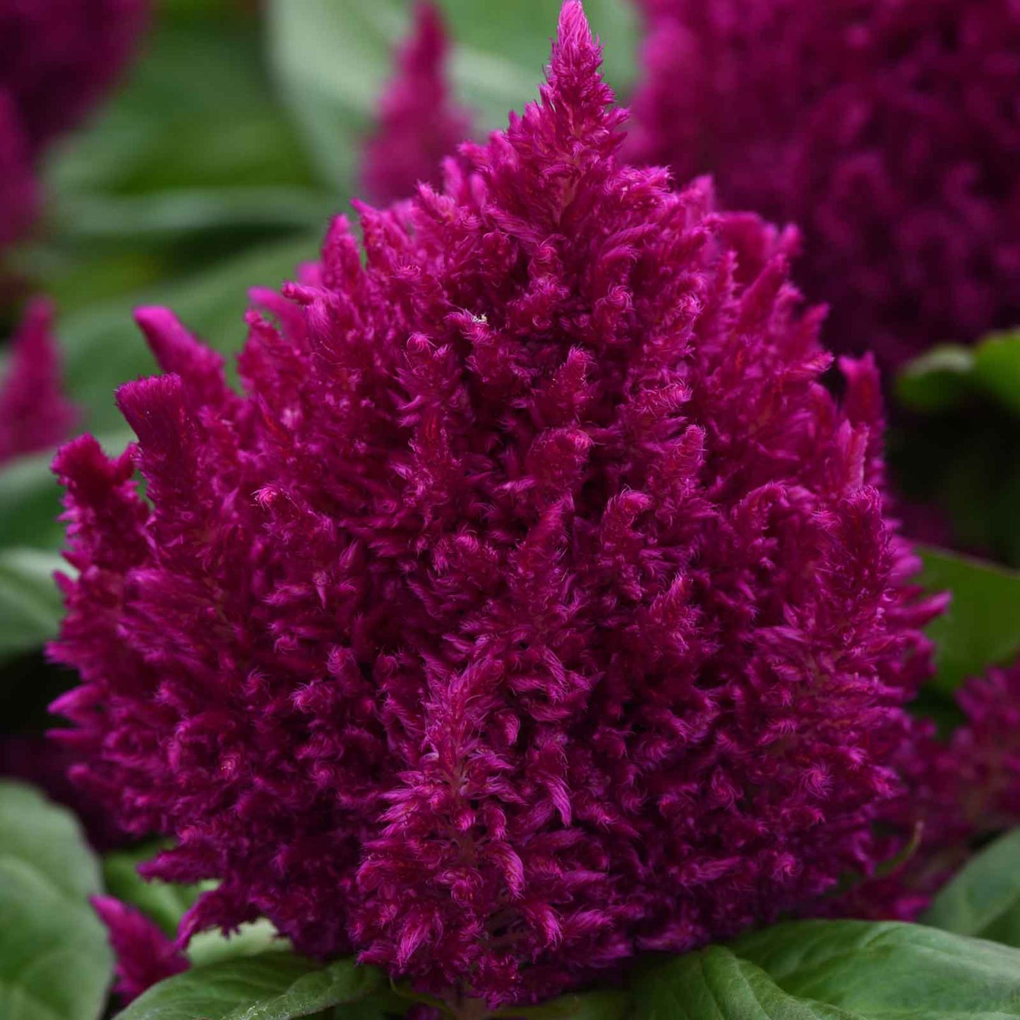 Celosia Seeds - First Flame Purple