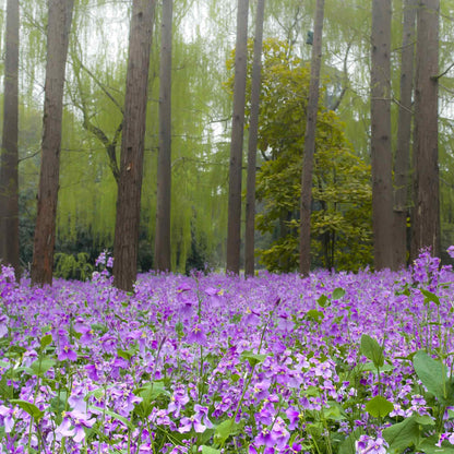Chinese Violet Cress Seeds