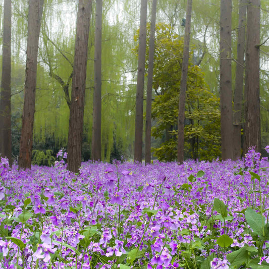 Chinese Violet Cress Seeds