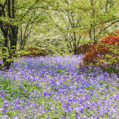 Chinese Violet Cress Seeds
