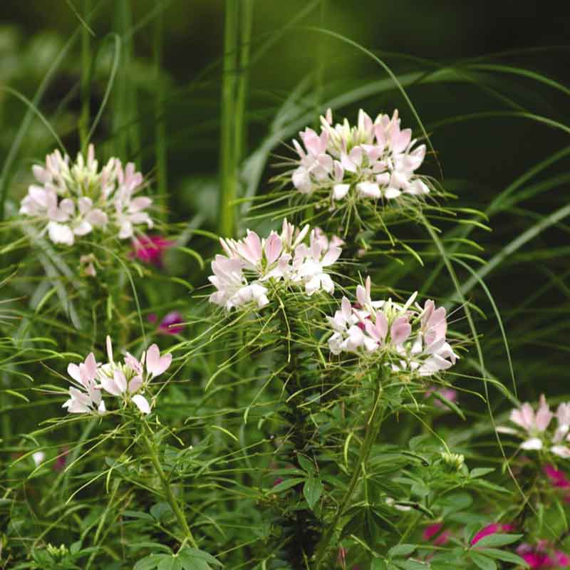 Cleome Seeds - Sparkler Blush