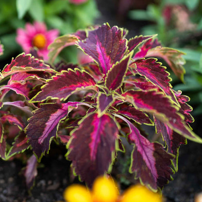 Coleus Seeds - Chocolate Covered Cherry