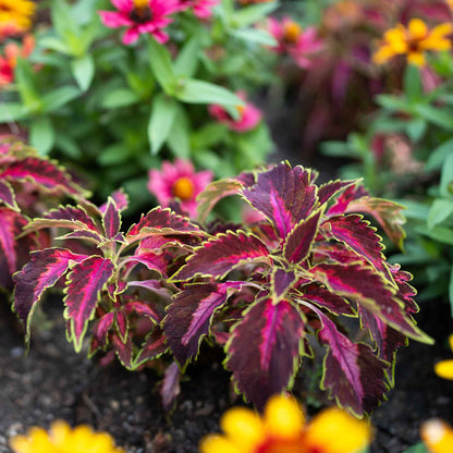 Coleus Seeds - Chocolate Covered Cherry