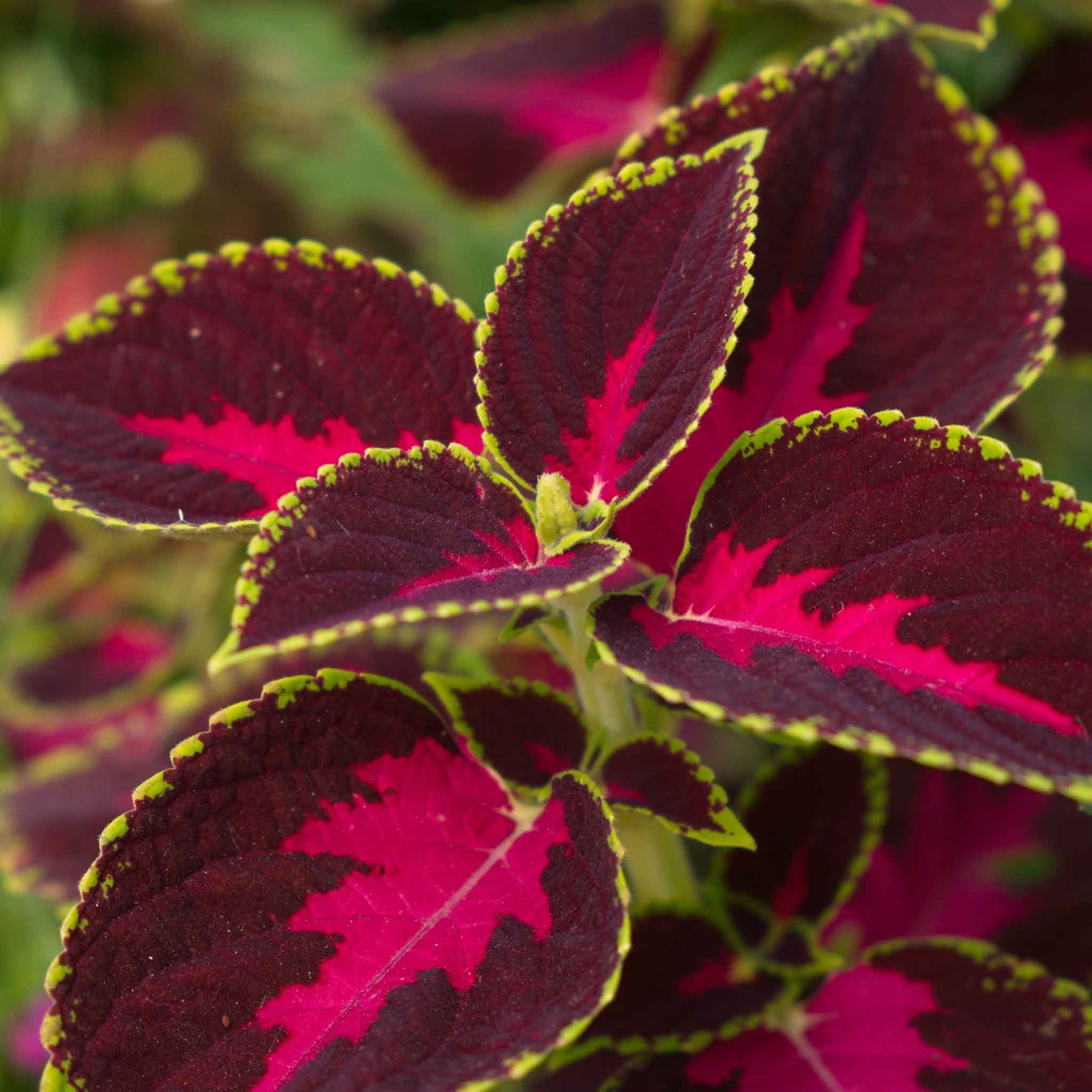 Coleus Seeds - Chocolate Covered Cherry
