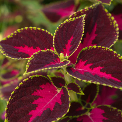 Coleus Seeds - Chocolate Covered Cherry