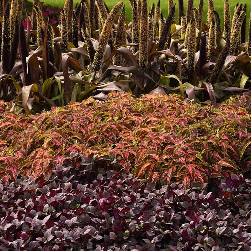Coleus Seeds - Coral Candy