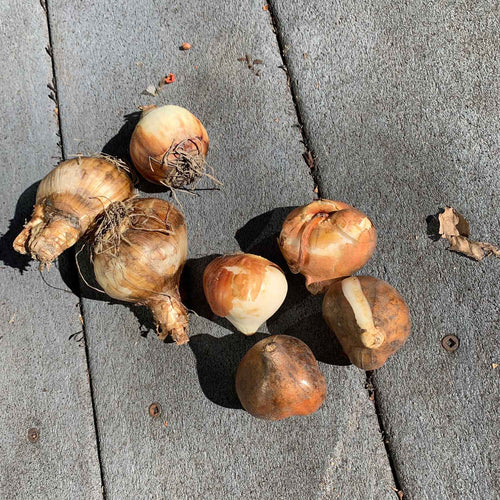 Tulip & Daffodil Promenade Mix