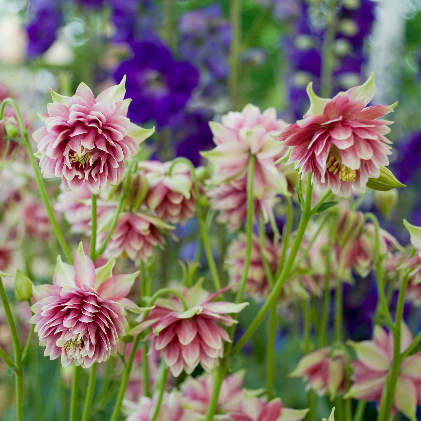 Columbine Roots - Nora Barlow