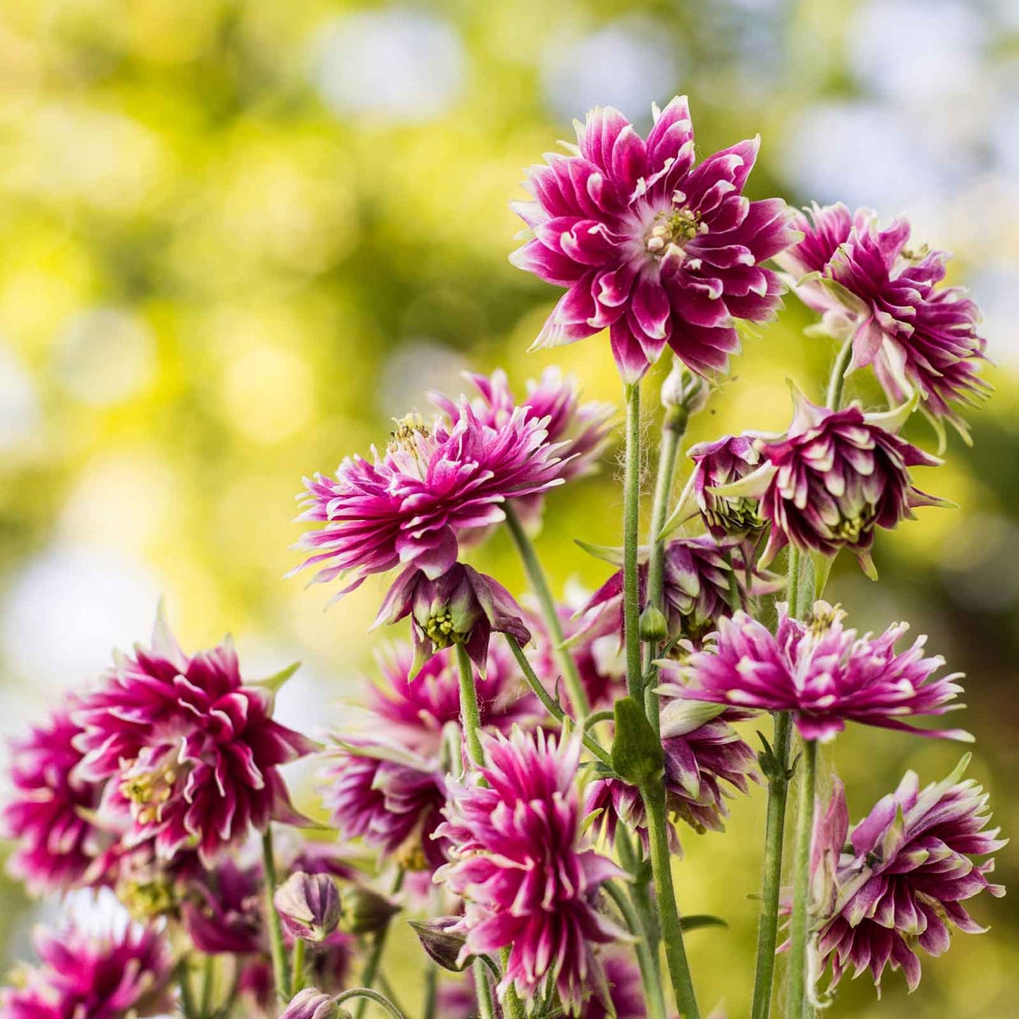 Columbine Roots - Nora Barlow