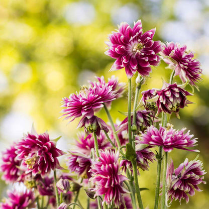 Columbine Roots - Nora Barlow