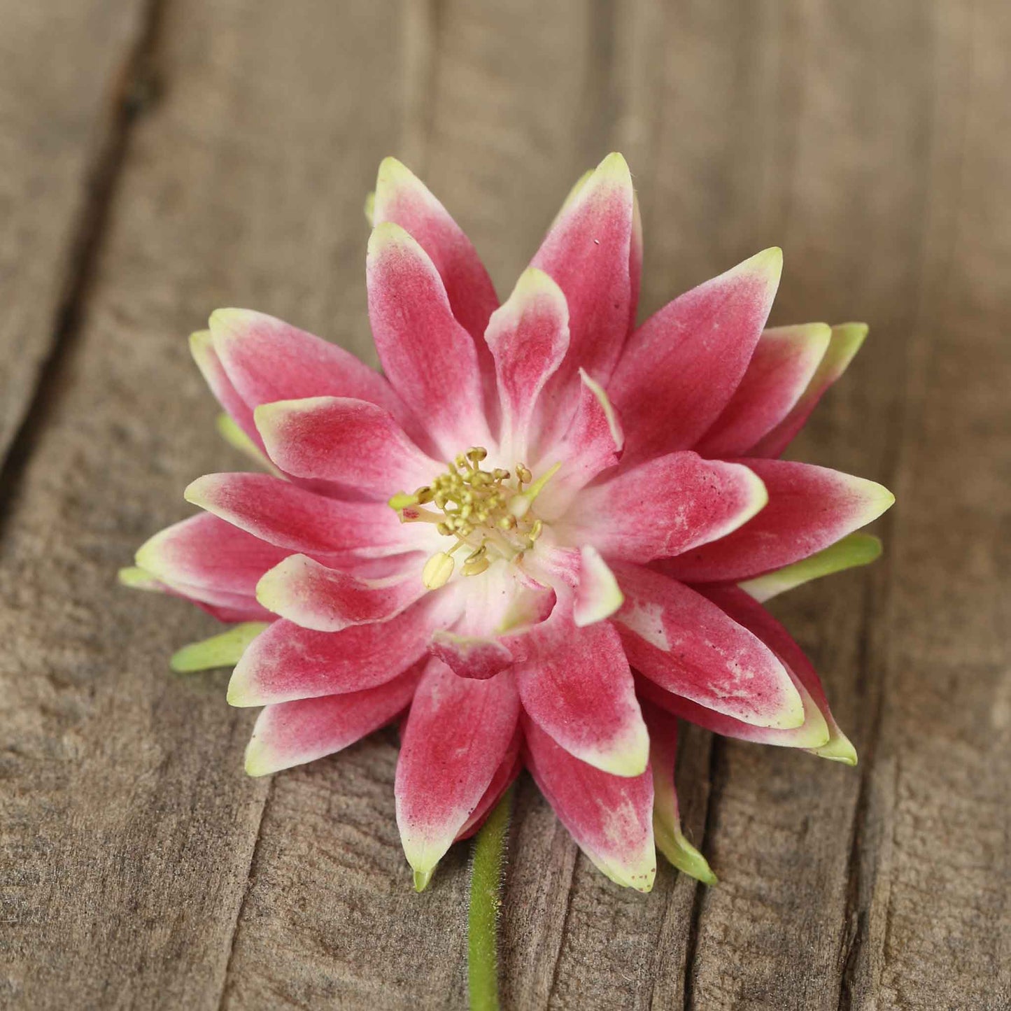 Columbine Roots - Nora Barlow